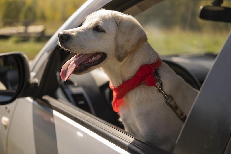 cute-dog-with-red-bandana-car